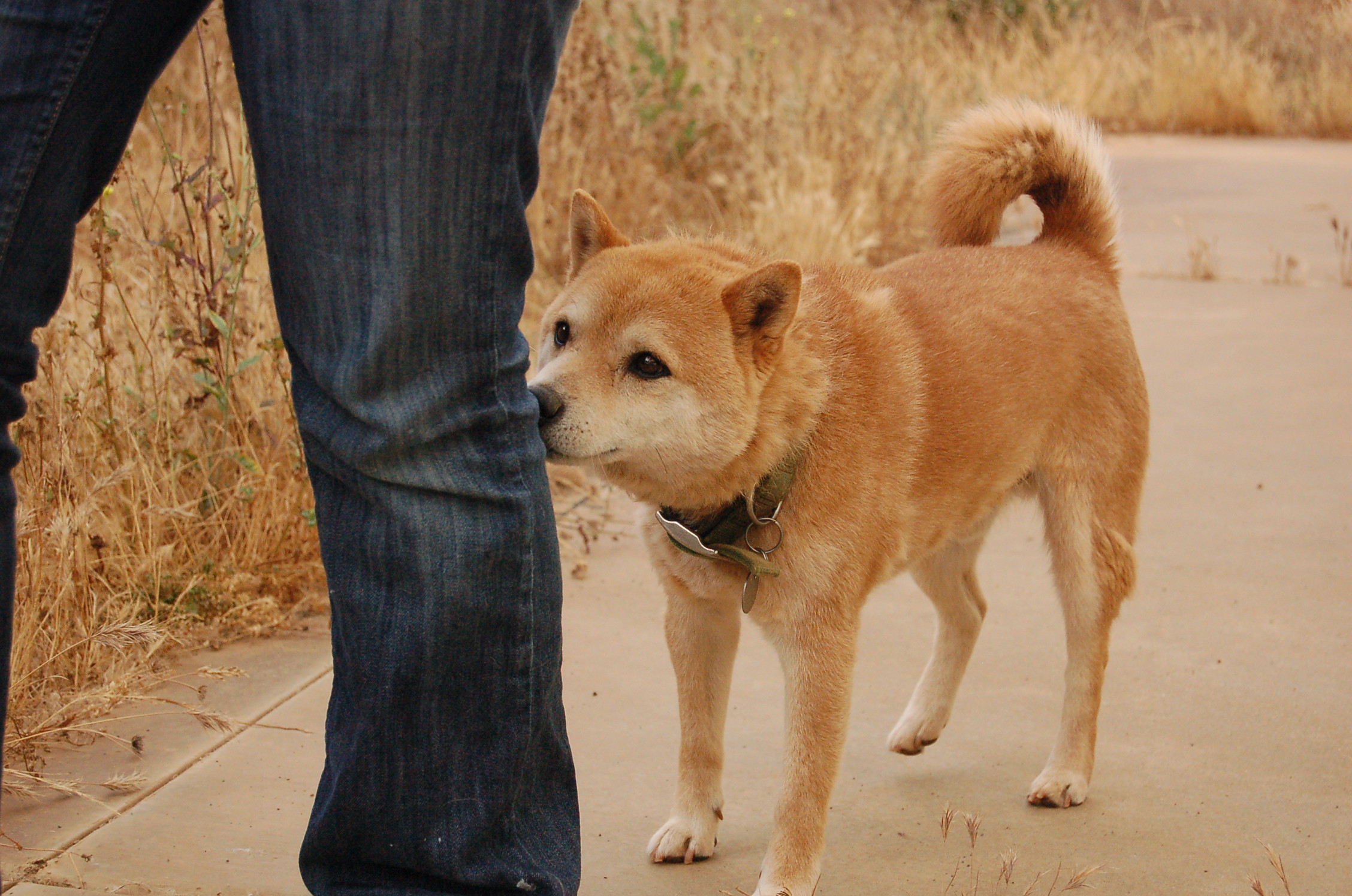 Shiba qui mort le pantalon